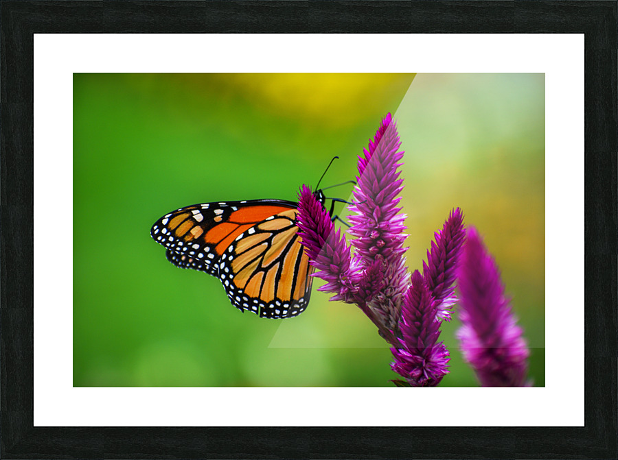 Butterfly 101 Picture Frame print