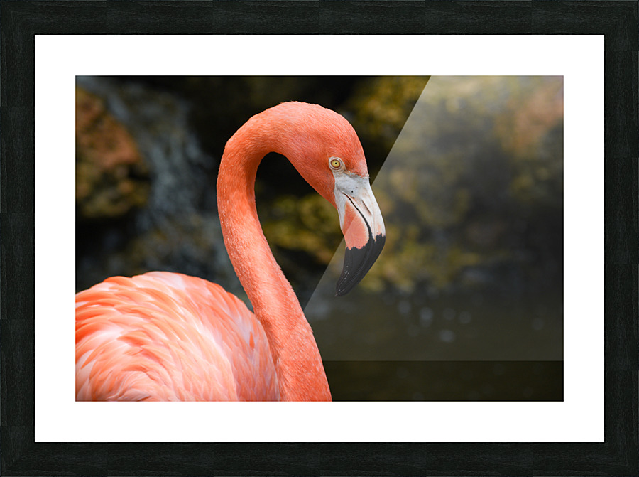 Flamingo 102 Picture Frame print