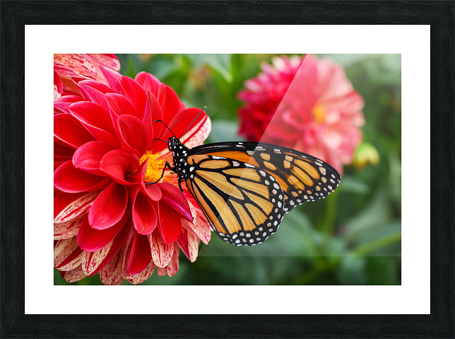 Butterfly 102 Picture Frame print