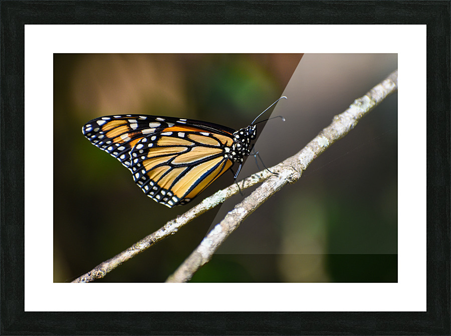 Butterfly 103 Picture Frame print
