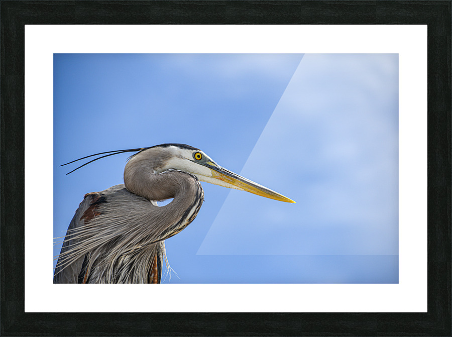Grey Heron 104 Picture Frame print