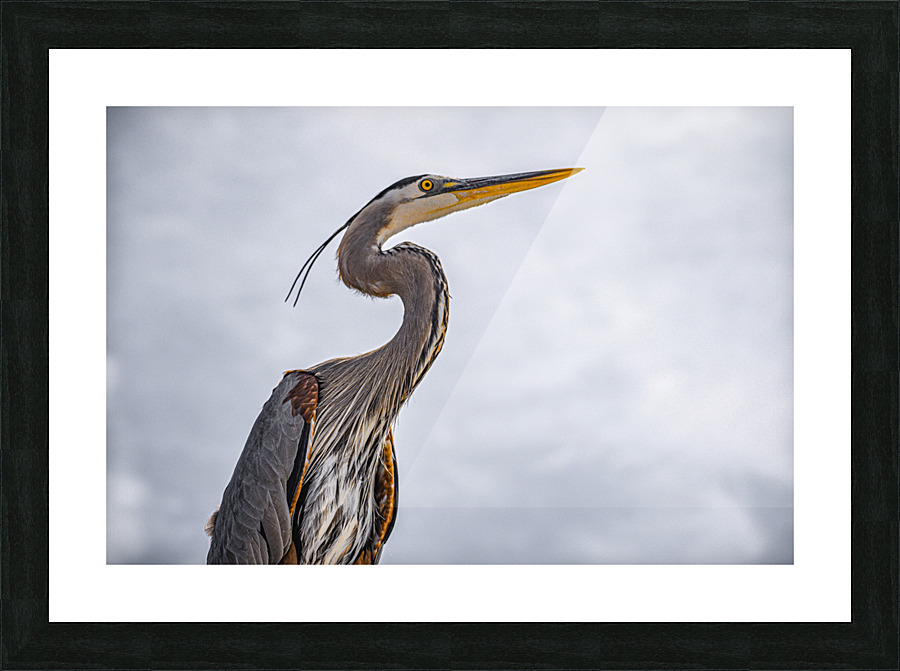 Grey Heron 102 Picture Frame print