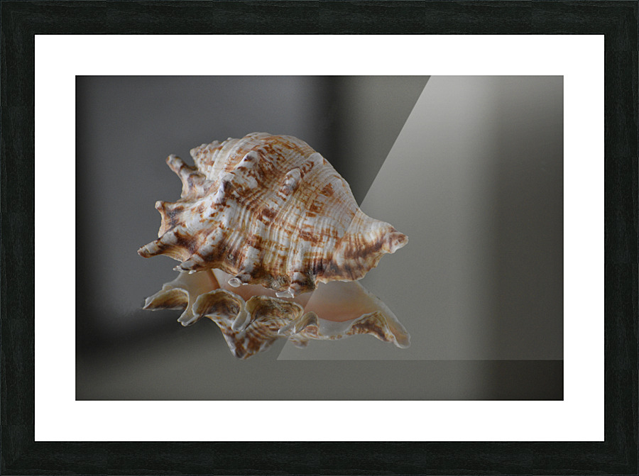 Shell 102 Picture Frame print