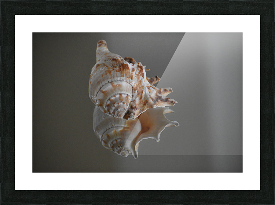 Shell 101 Picture Frame print