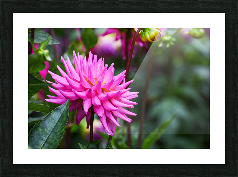 Flower 101 Picture Frame print