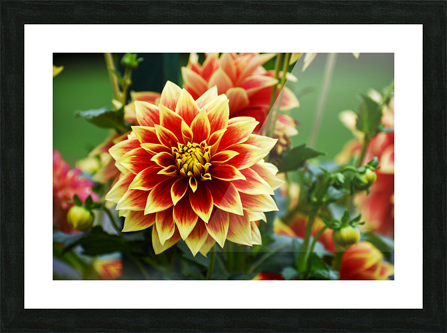 Flower 102 Picture Frame print