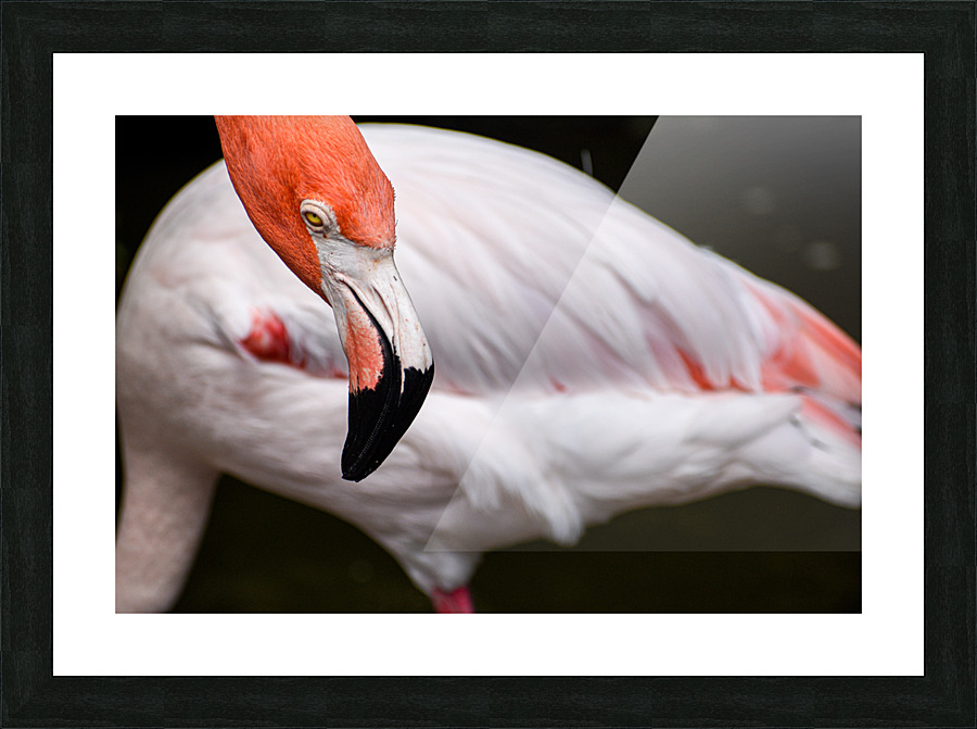 Flamingo 105 Picture Frame print