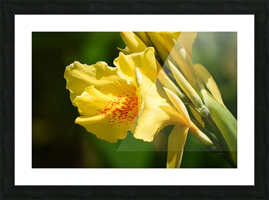 Flower 103 Picture Frame print