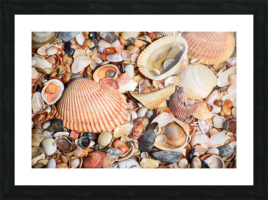 Shell 104 Picture Frame print