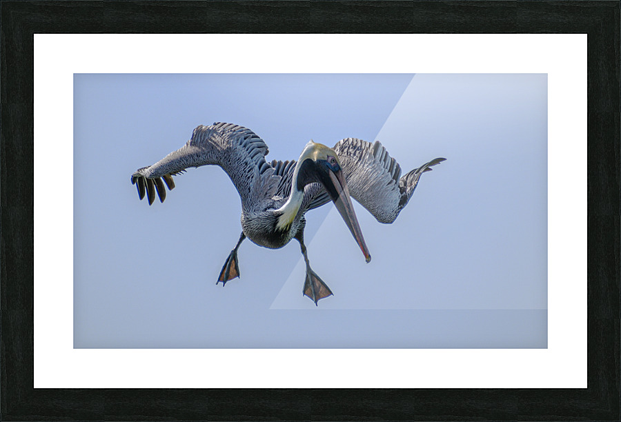 Pelican 103 Picture Frame print
