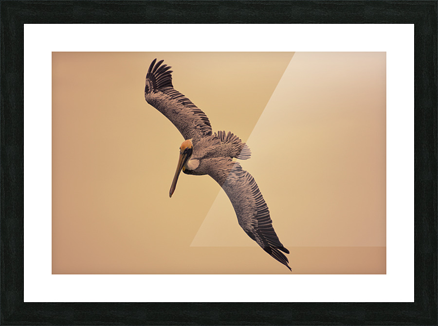 Pelican 102 Picture Frame print