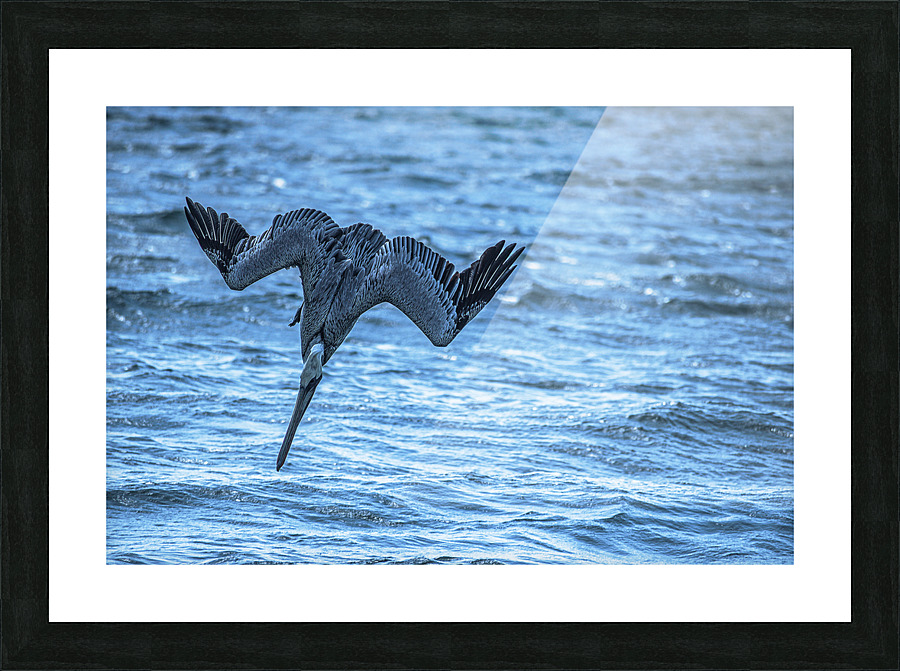 Pelican 101 Picture Frame print