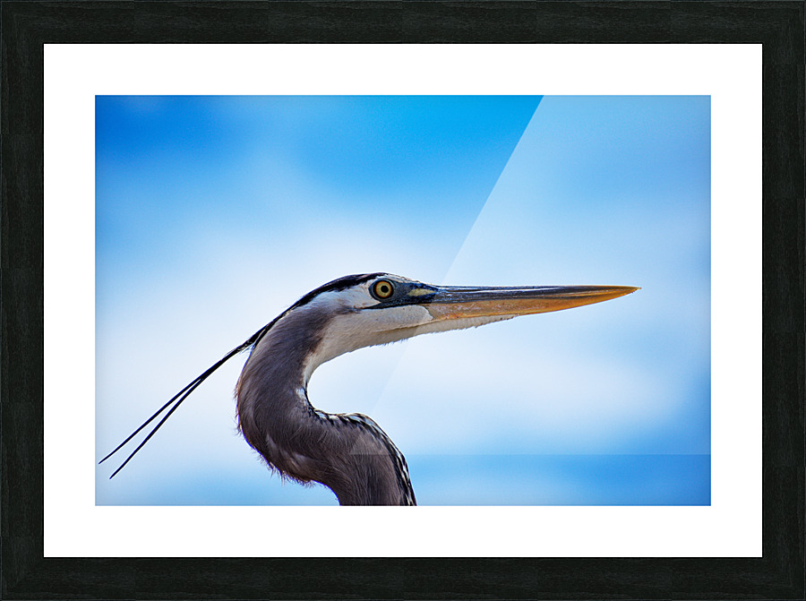 Grey Heron 101 Picture Frame print