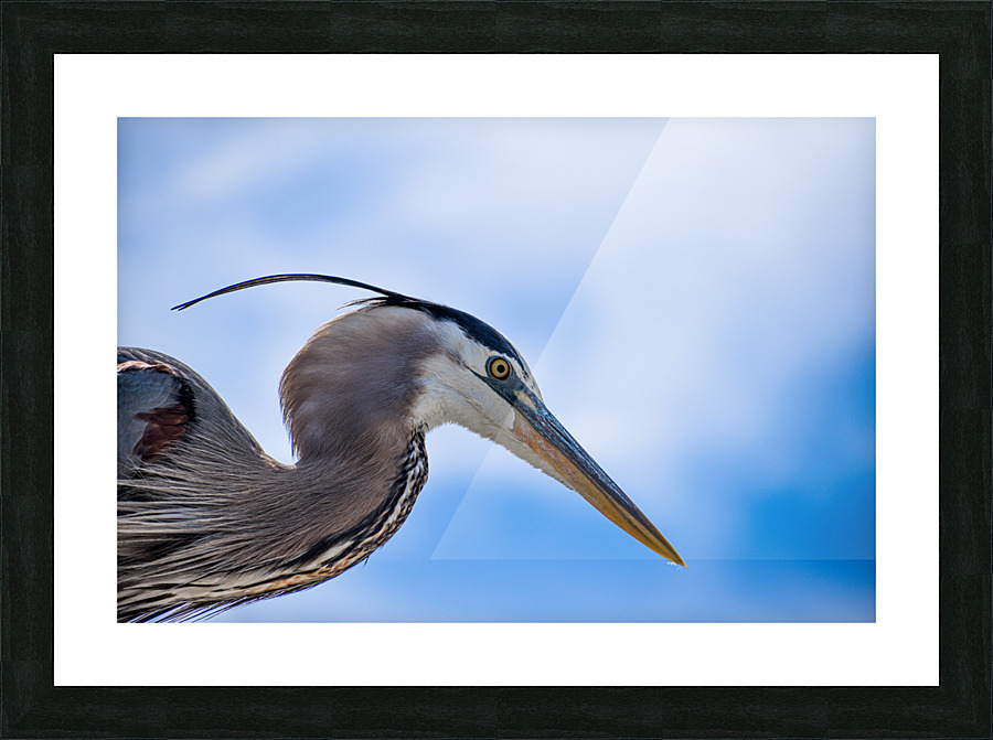 Grey Heron 103 Picture Frame print