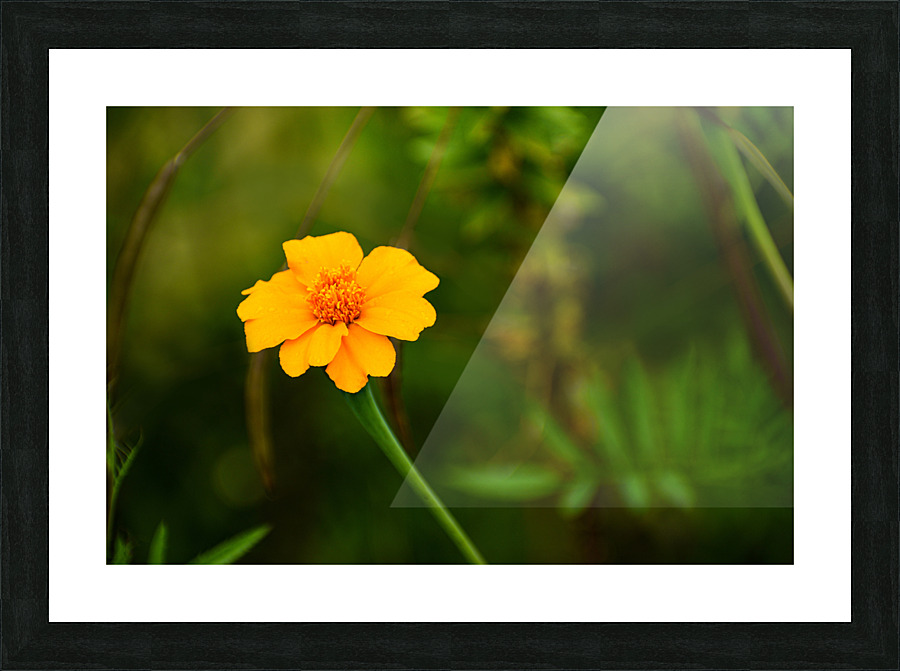 Flower 105 Picture Frame print
