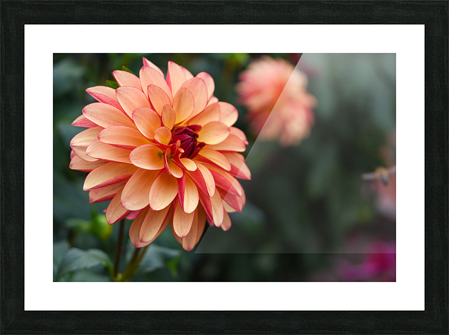 Flower 107 Picture Frame print