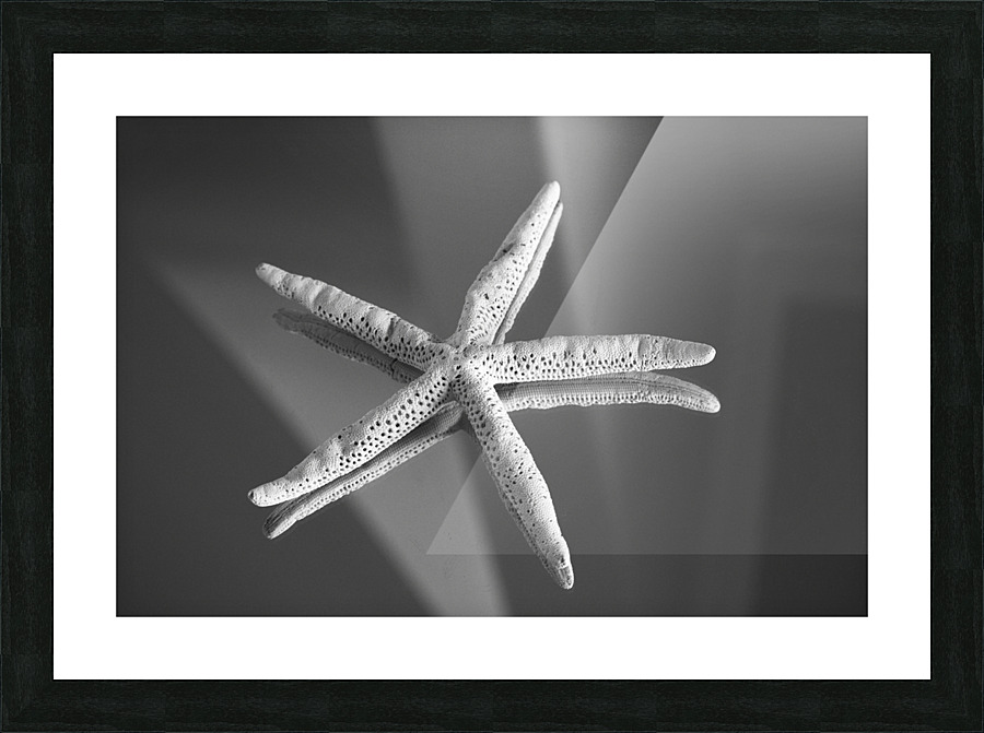 Shell 107 Picture Frame print