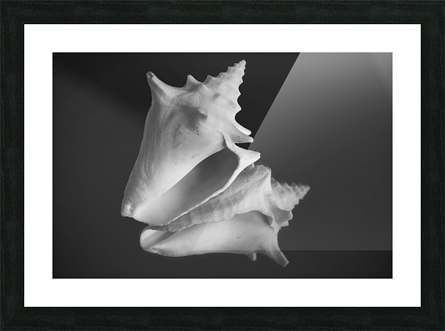 Shell 108 Picture Frame print