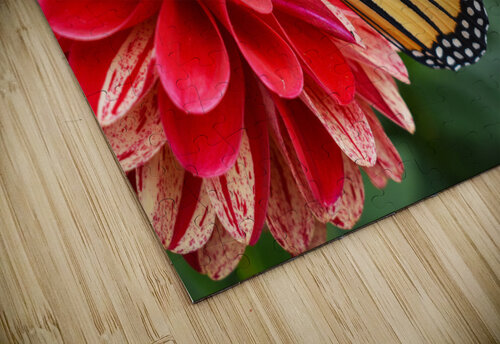 Butterfly 102 ArtizanGalleries puzzle