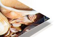 Sea Shells 2 HD Metal print