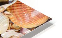 Shell 104 HD Metal print