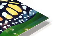 Butterfly 201 HD Metal print