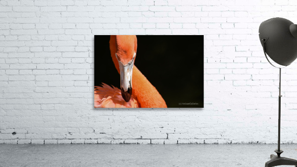Flamingo 101 Wall Preview