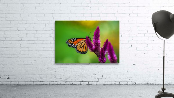 Butterfly 101 Wall Preview