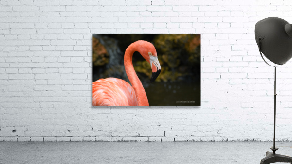 Flamingo 102 Wall Preview