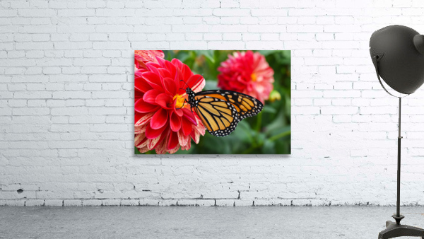 Butterfly 102 Wall Preview