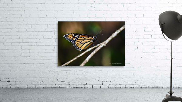 Butterfly 103 Wall Preview