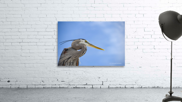 Grey Heron 104 Wall Preview