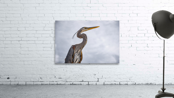 Grey Heron 102 Wall Preview
