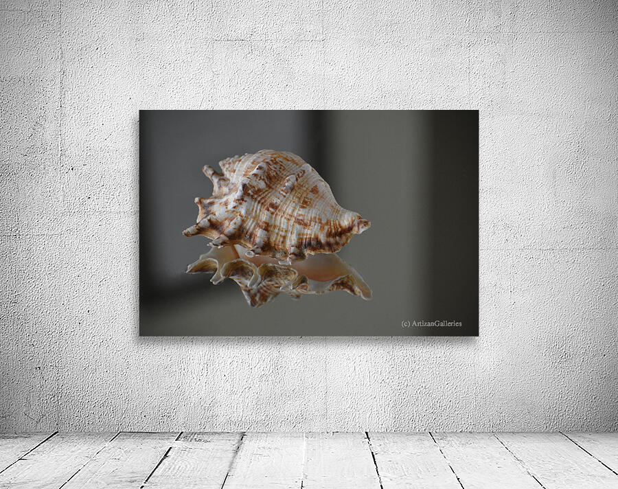 Shell 102 Wall Preview