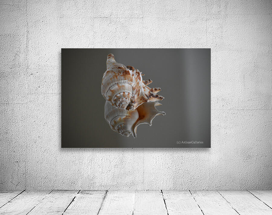 Shell 101 Wall Preview
