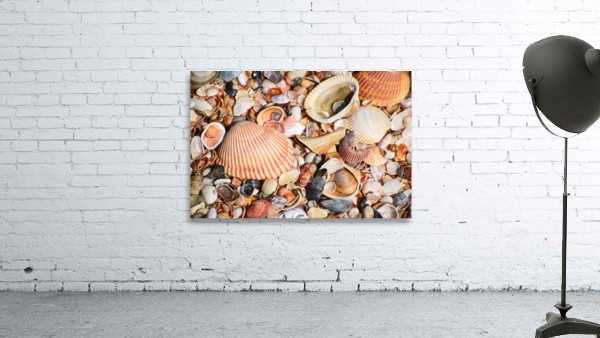 Shell 104 Wall Preview
