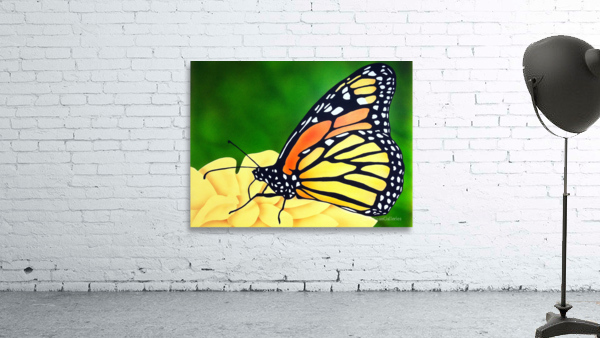 Butterfly 201 Wall Preview