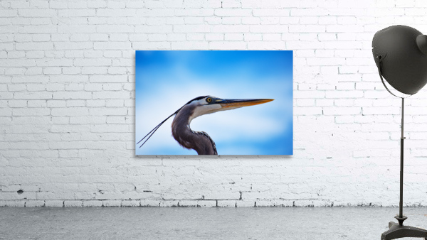 Grey Heron 101 Wall Preview