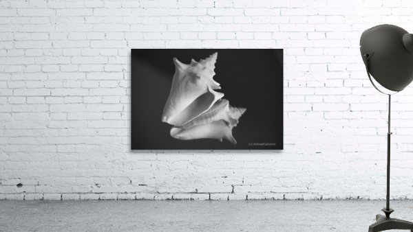 Shell 108 Wall Preview