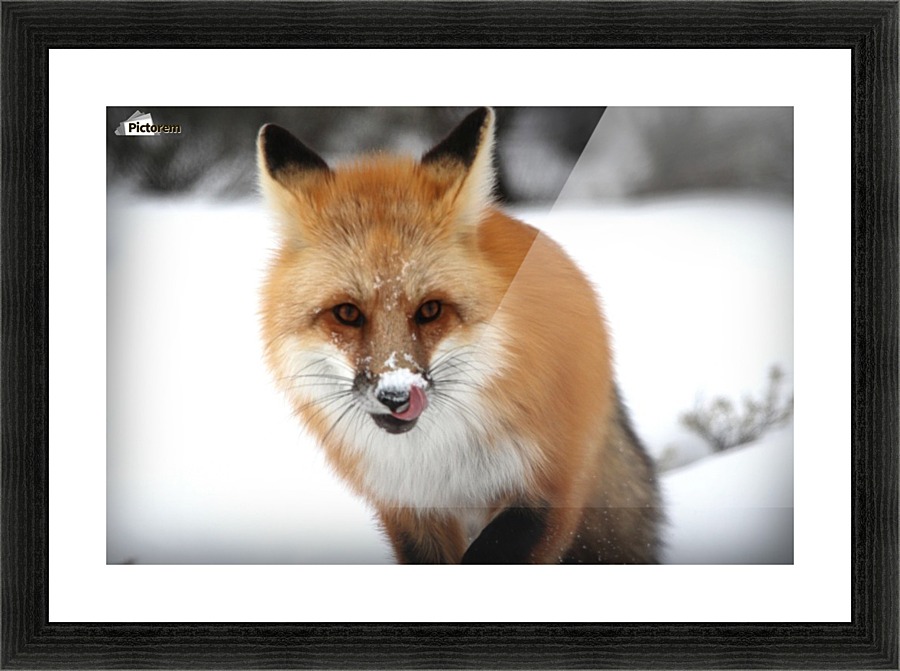 fox Picture Frame print