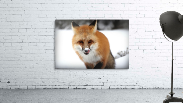 fox Wall Preview