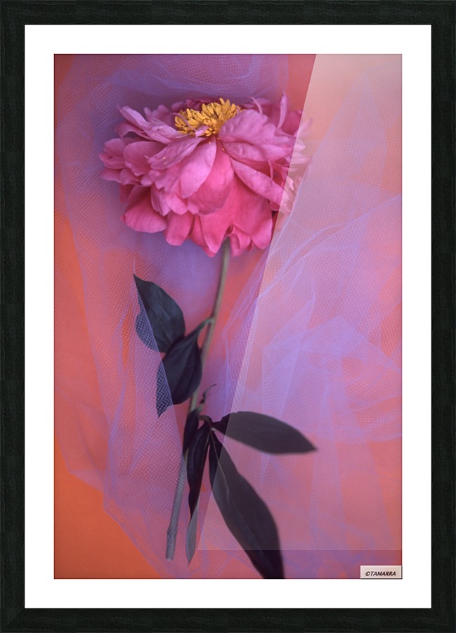 LAFAYETTE PINK Picture Frame print