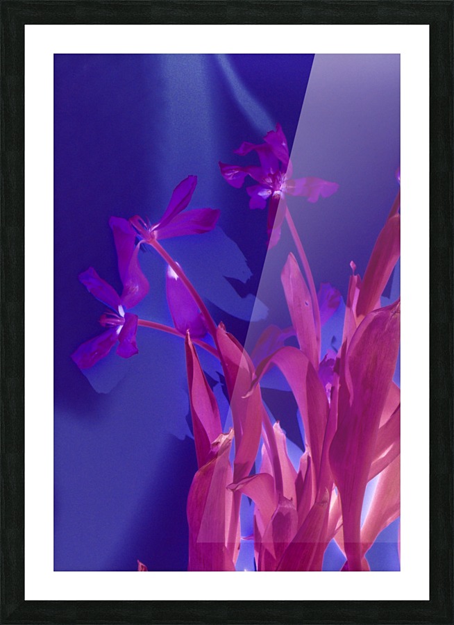 REVERSE TULIPS Picture Frame print