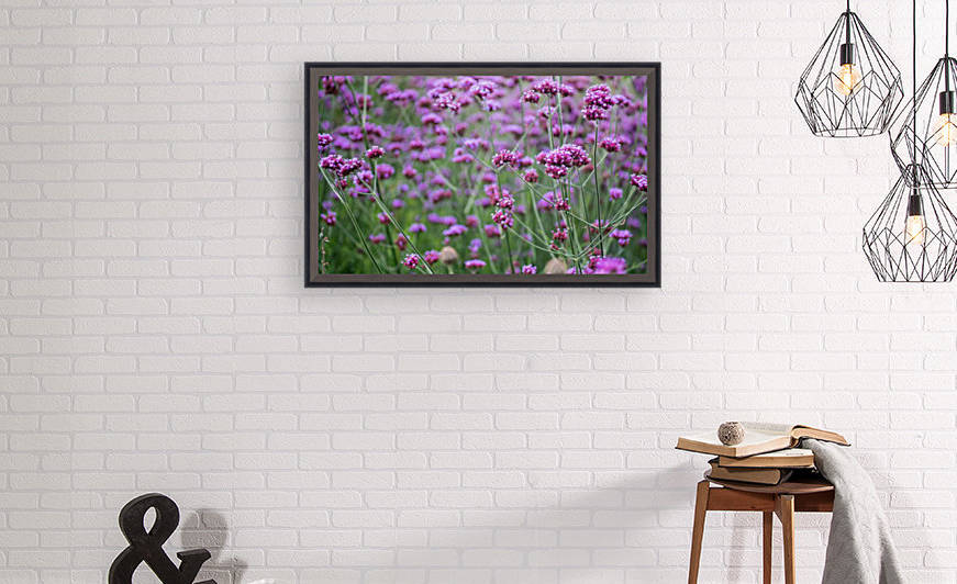 Field of Purple-Top Vervain Flowers by Lewis Marshall