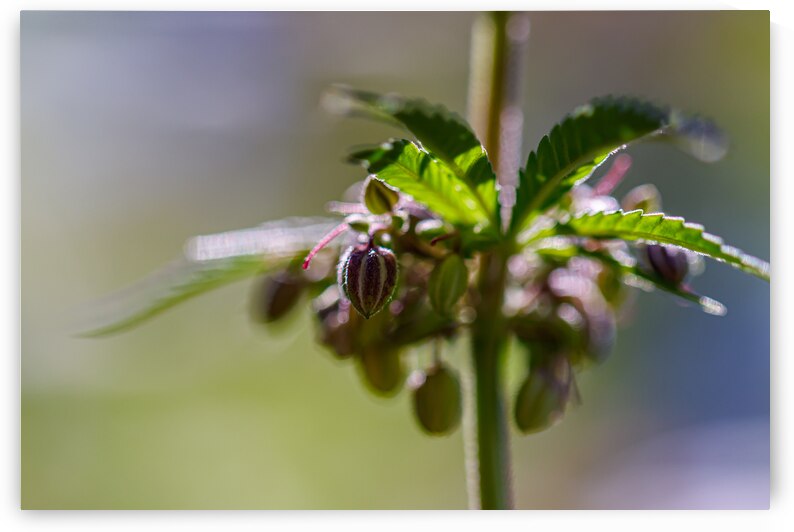 Male C@nn@ plant in flower by Heather Marie Clark