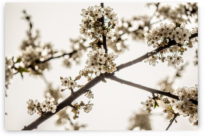 Glowing white spring blossoms  by Heather Marie Clark