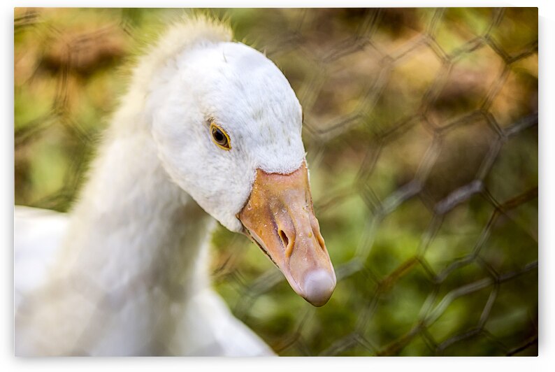 Close-up of young white goose  by Heather Marie Clark