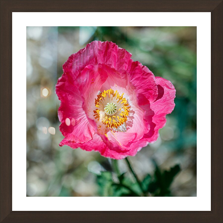 Solitary Beauty: Single Poppy Studies Picture Frame Printing