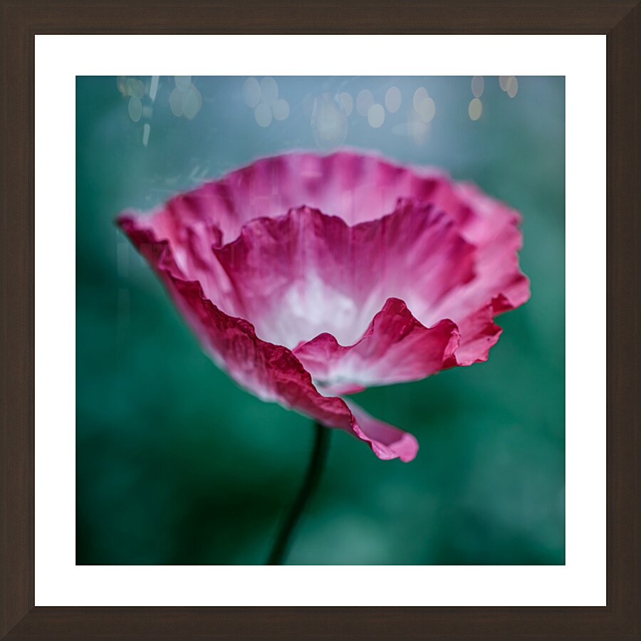 Scarlet Whispers: Close-Up Poppy Portraits Picture Frame Printing