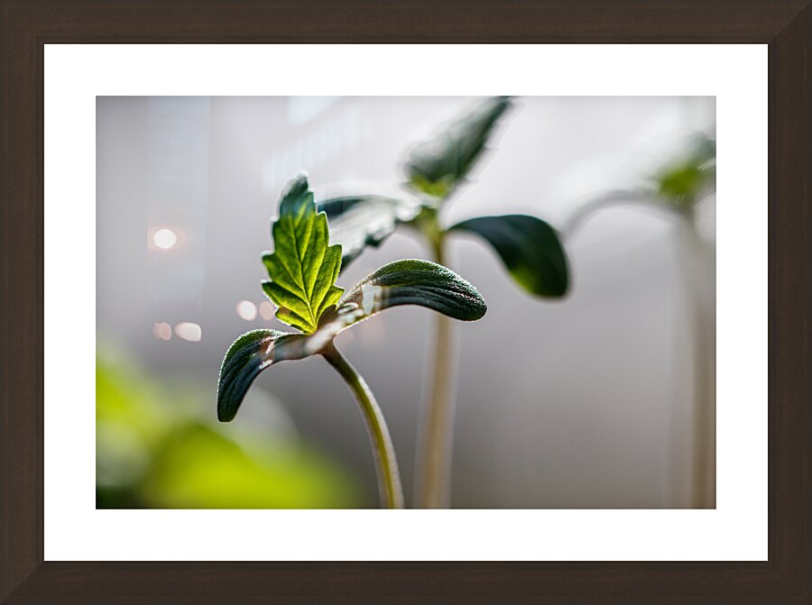 Early Growth: Sprouting Potential Picture Frame Printing